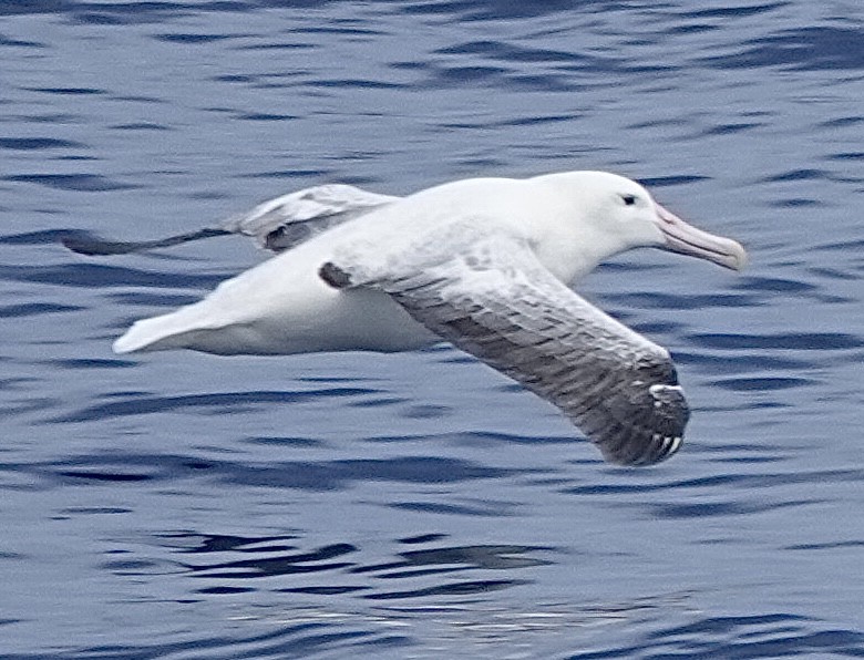 Southern Royal Albatross - ML649286268