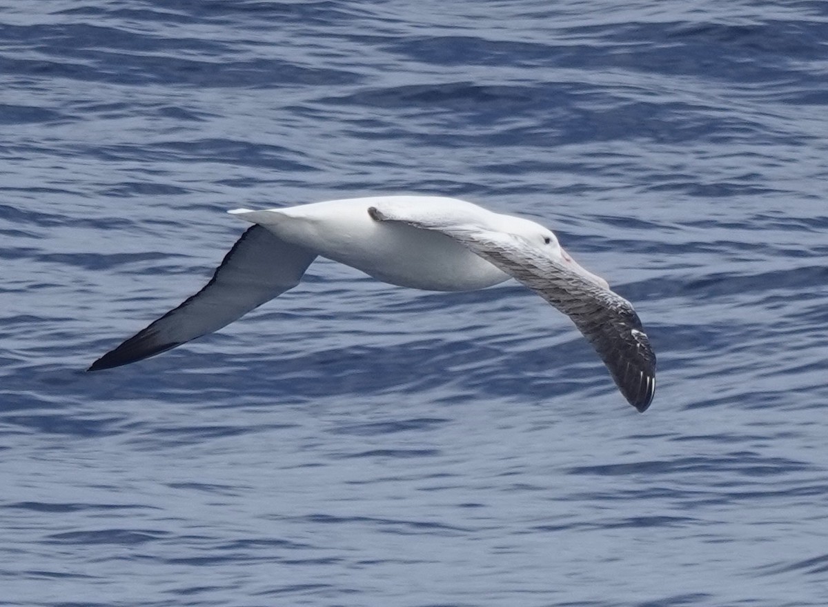 Southern Royal Albatross - ML649286269