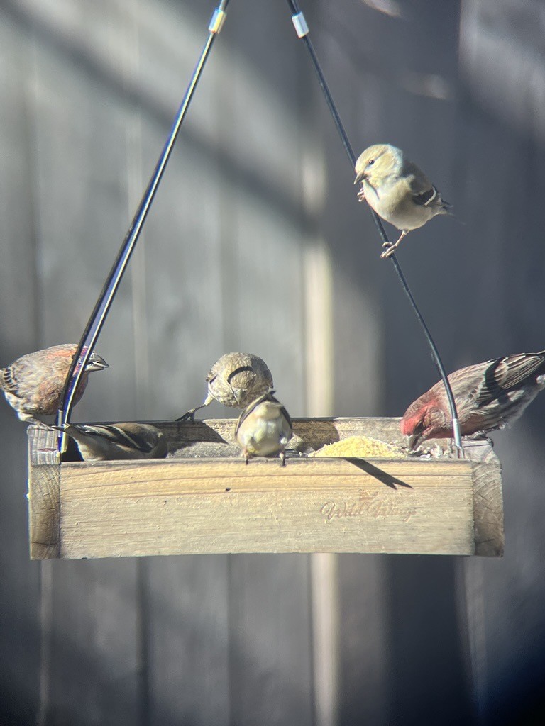 Американский чиж - ML649286373