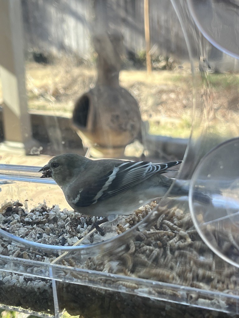 Американский чиж - ML649286395