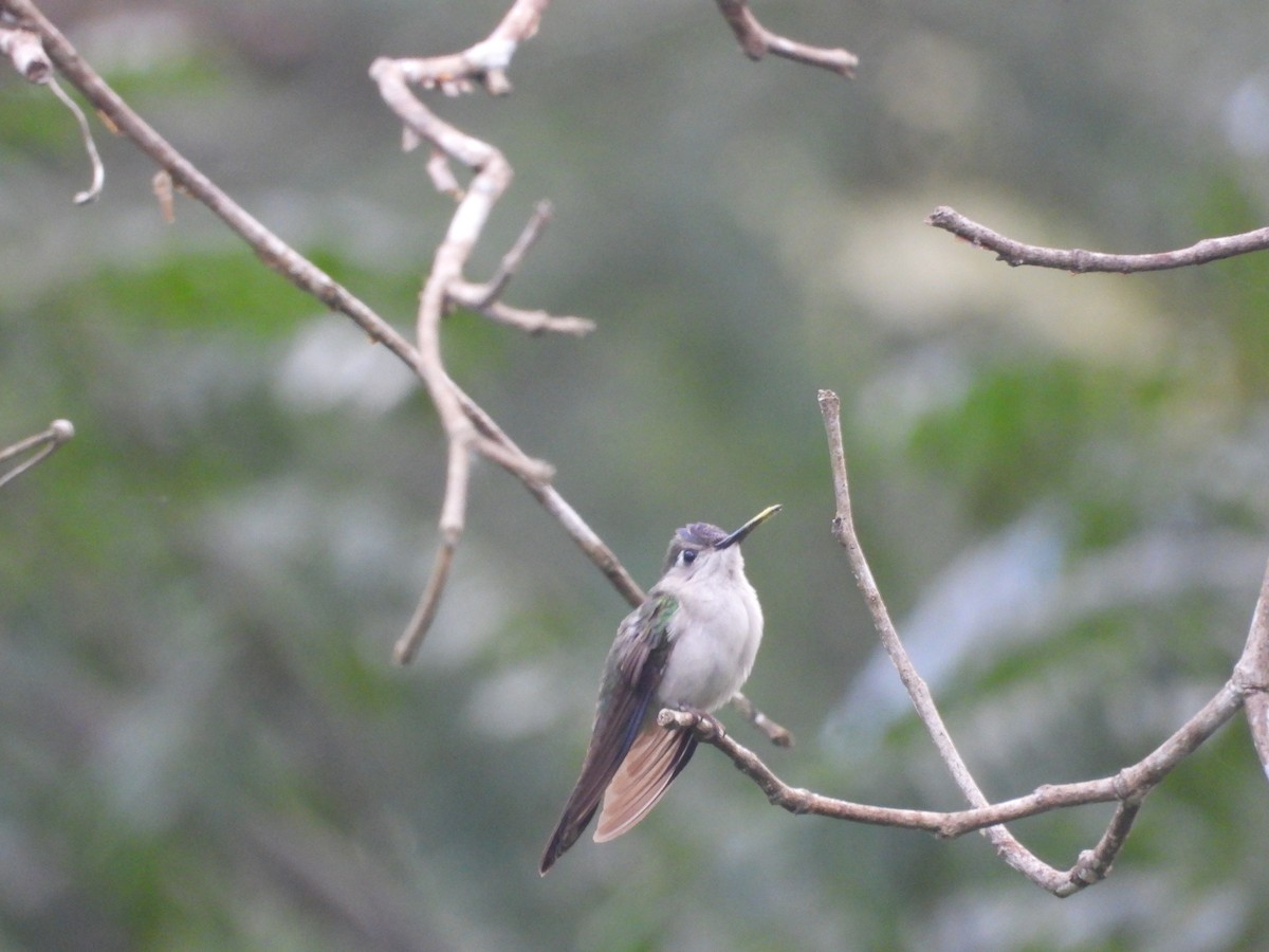Wedge-tailed Sabrewing (Wedge-tailed) - ML649286421
