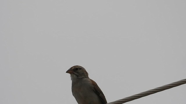 Rufous-winged Sparrow - ML649286587