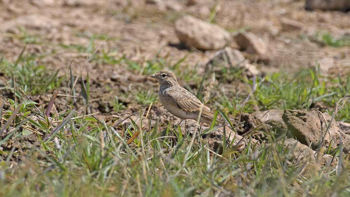 Жайворонок сірий - ML649286667