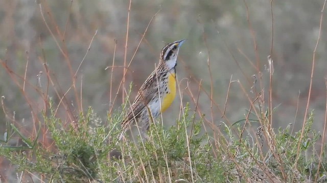 Chihuahuan Meadowlark - ML649286855