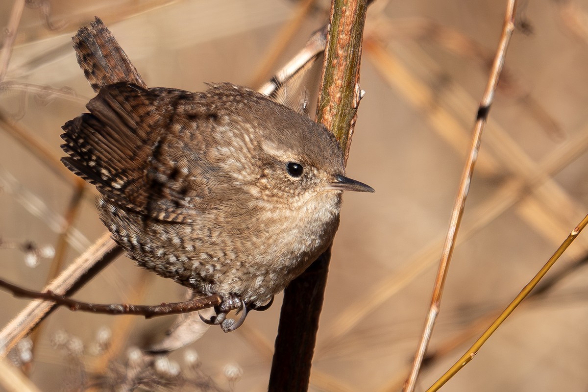 Winter Wren - ML649286905