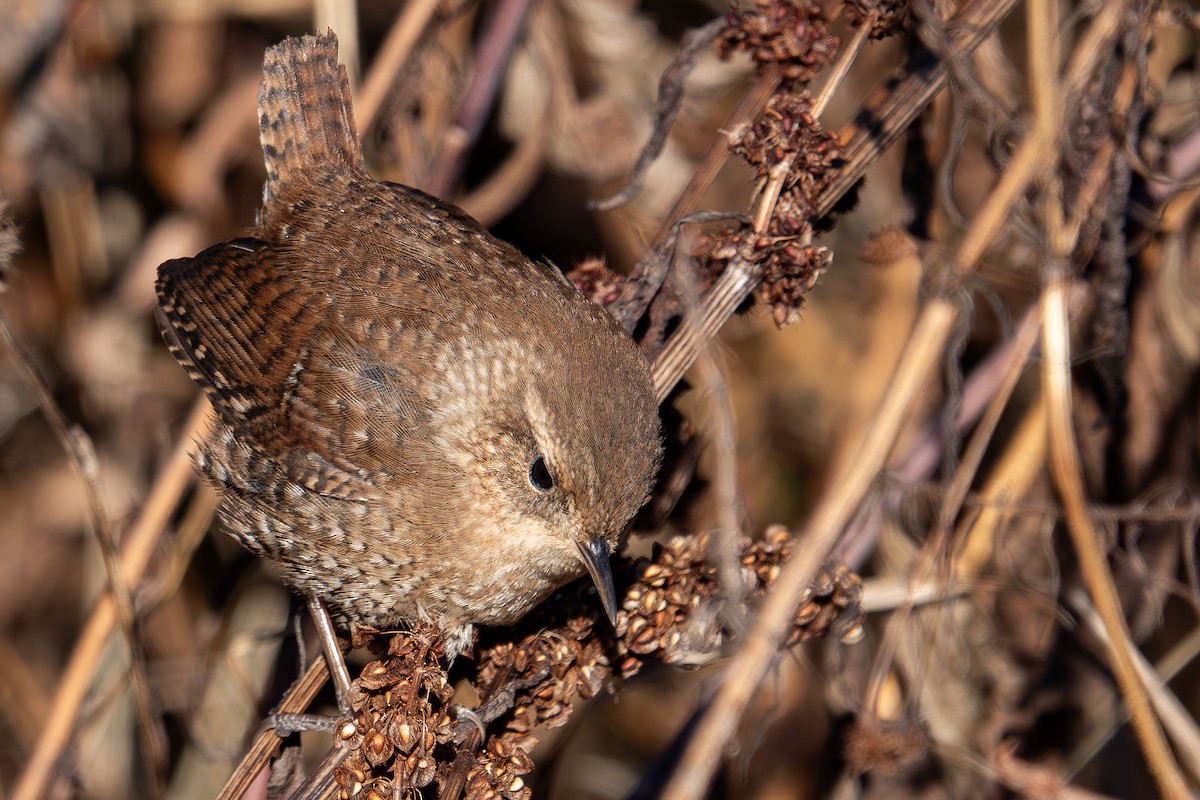 Winter Wren - ML649286906