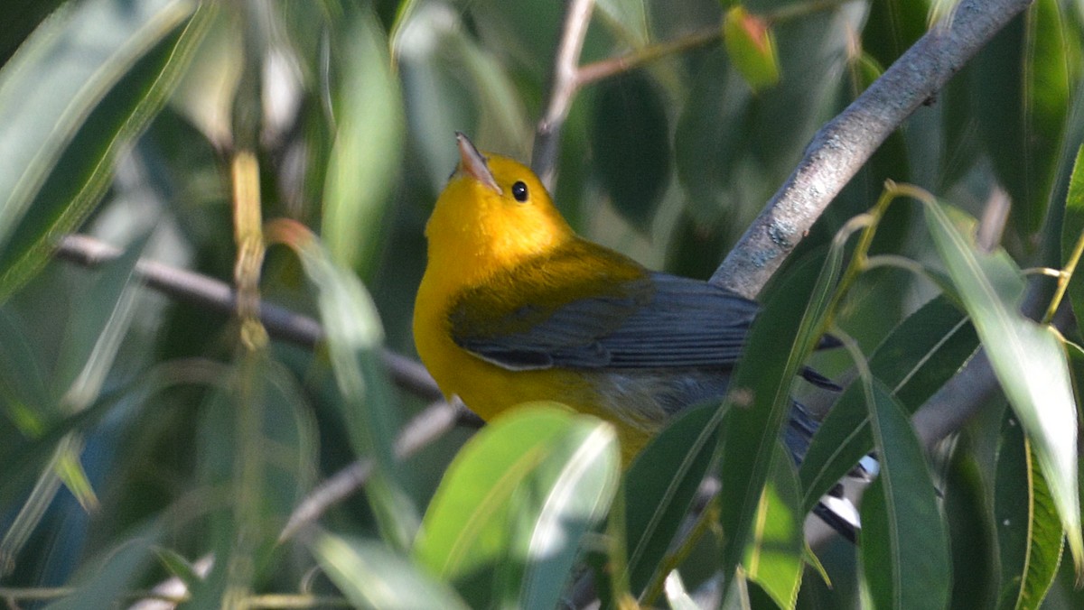 Prothonotary Warbler - ML64928701