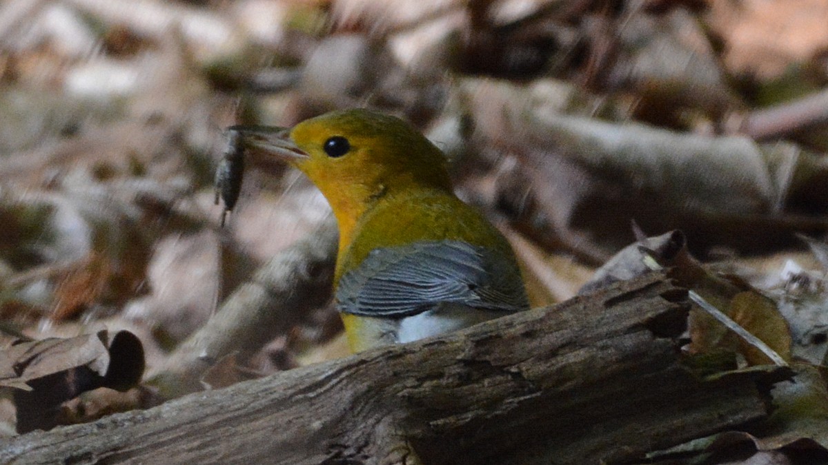 Prothonotary Warbler - ML64928711