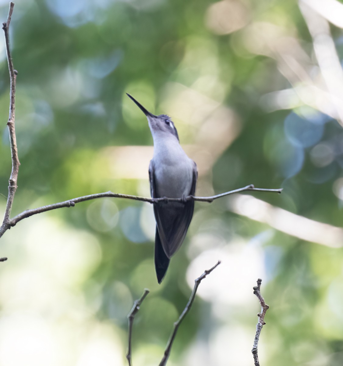 Wedge-tailed Sabrewing - ML649287222