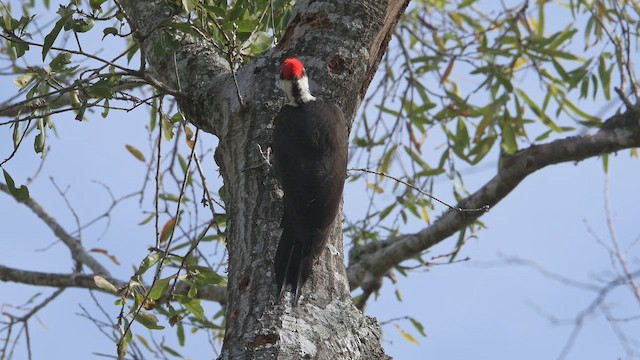 Хохлатая желна - ML649287232