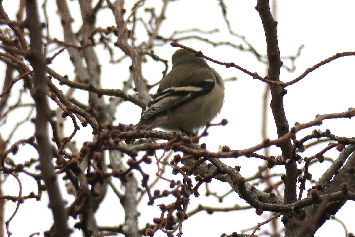 Американский чиж - ML649287276