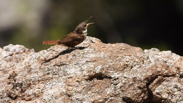 Canyon Wren - ML649287599
