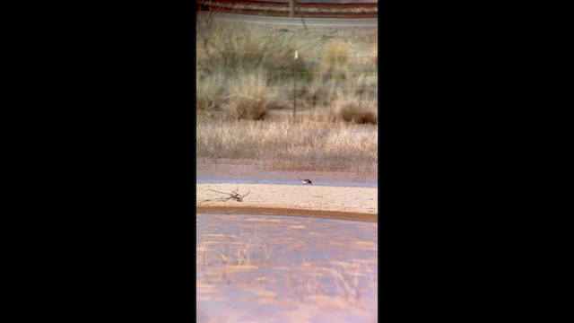 Хар элсэг - ML649287844