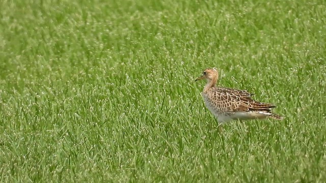 Upland Sandpiper - ML649287859