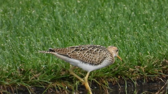Upland Sandpiper - ML649287874