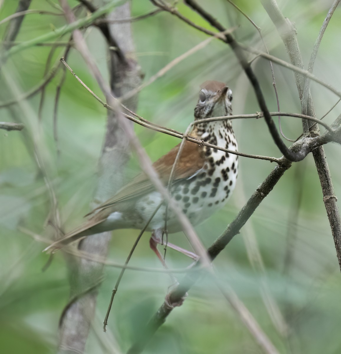 Walddrossel - ML649287963