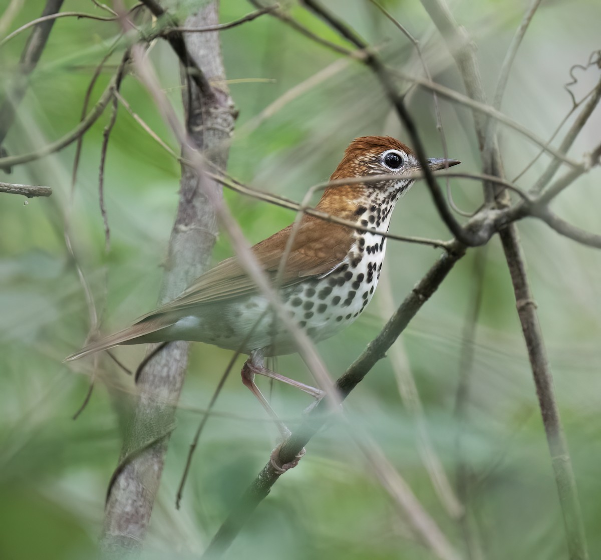 Walddrossel - ML649287964