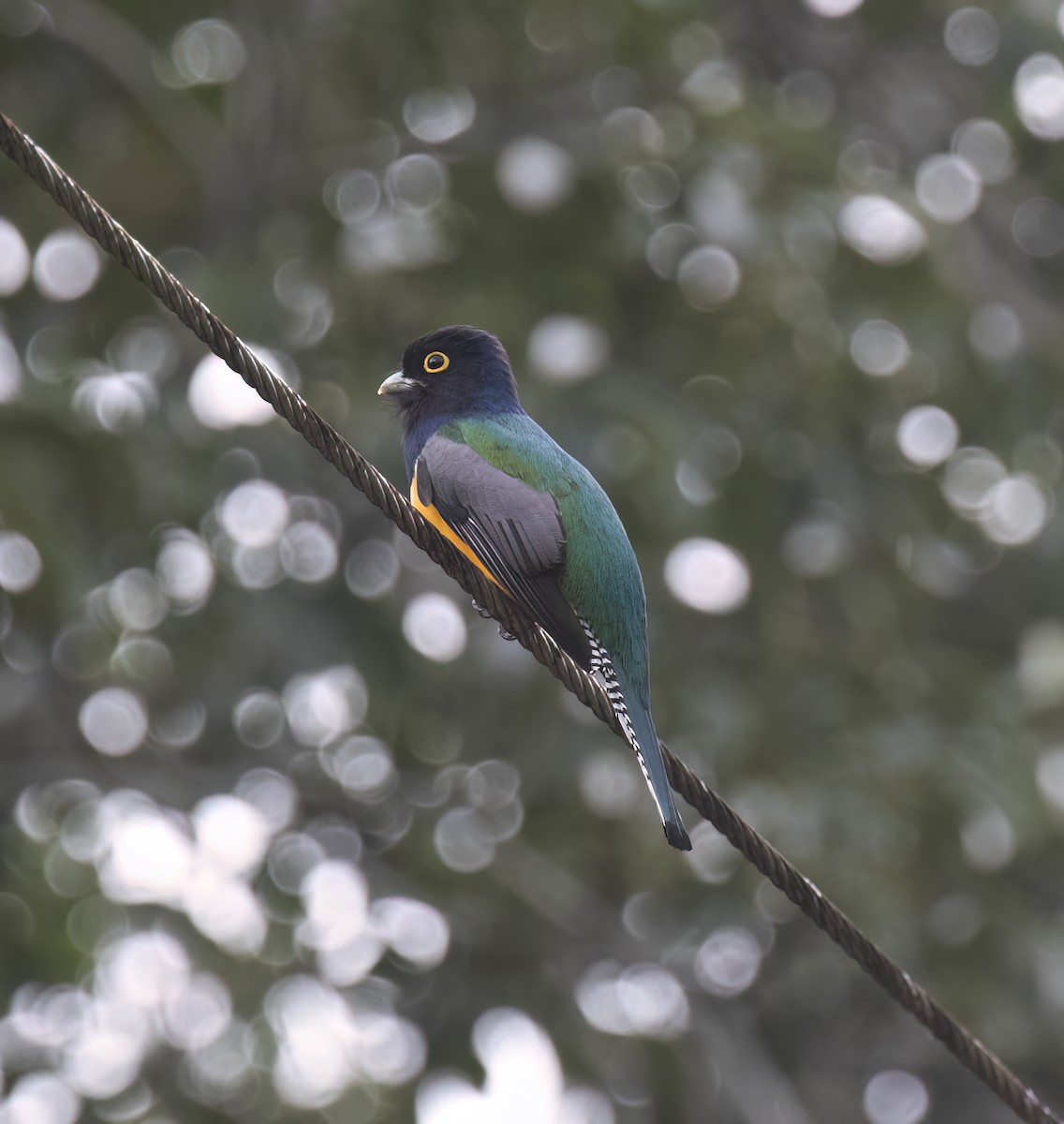 Grünschwanztrogon - ML649287982