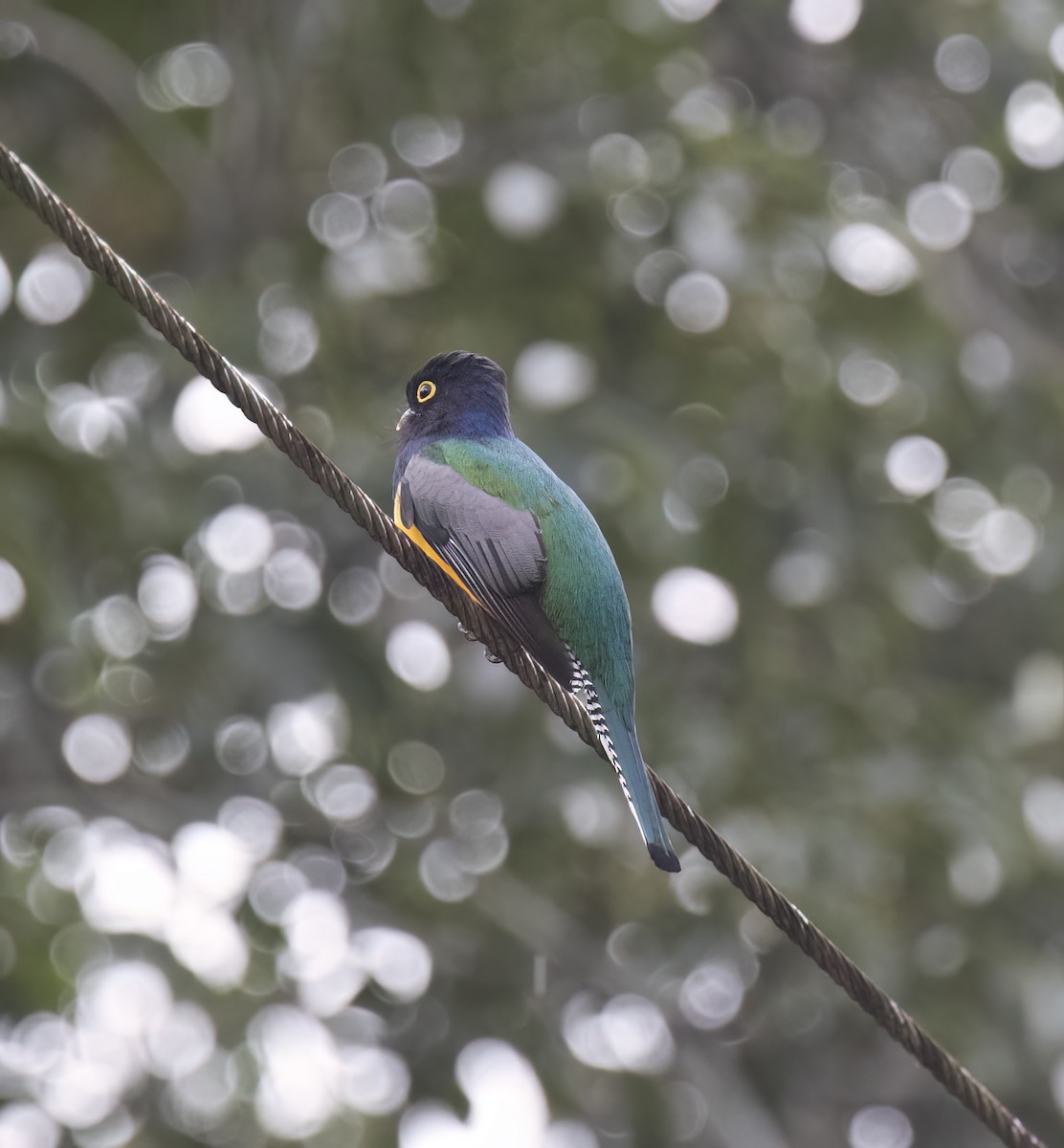 Grünschwanztrogon - ML649287983