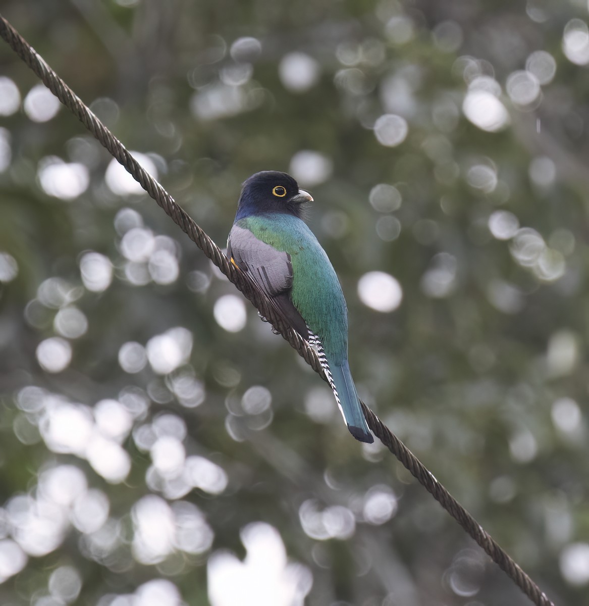 Grünschwanztrogon - ML649287984