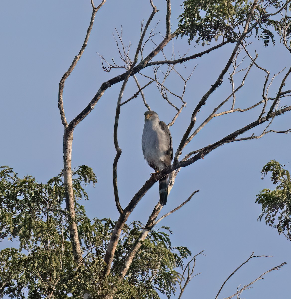 Zweifarbhabicht - ML649288058