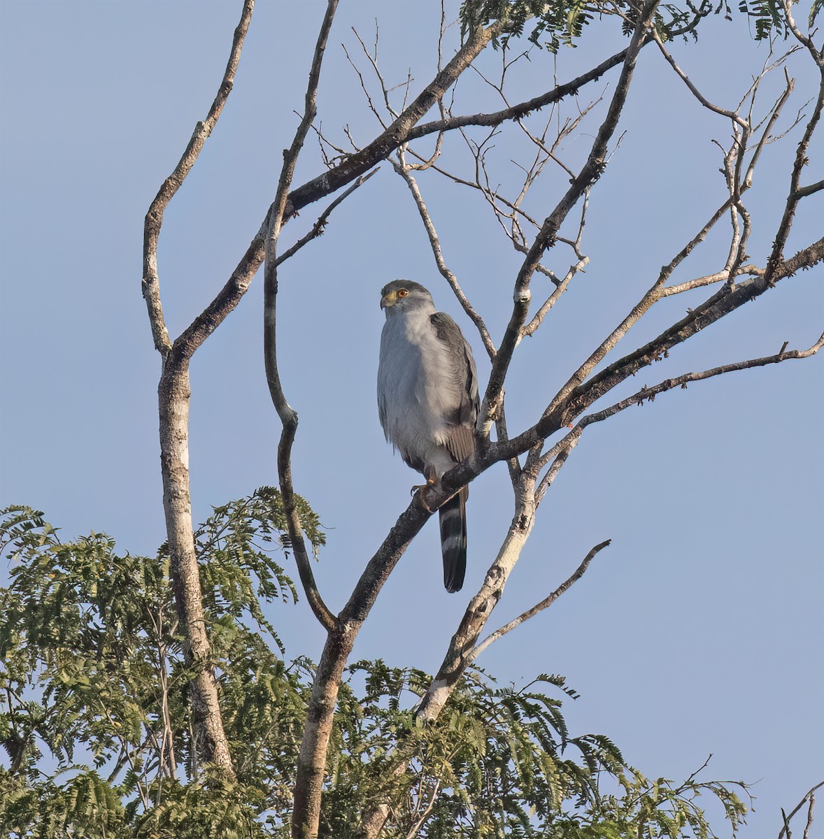 Zweifarbhabicht - ML649288059