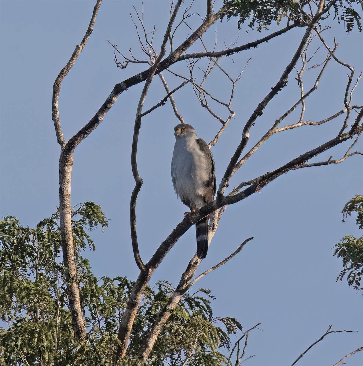 Zweifarbhabicht - ML649288060