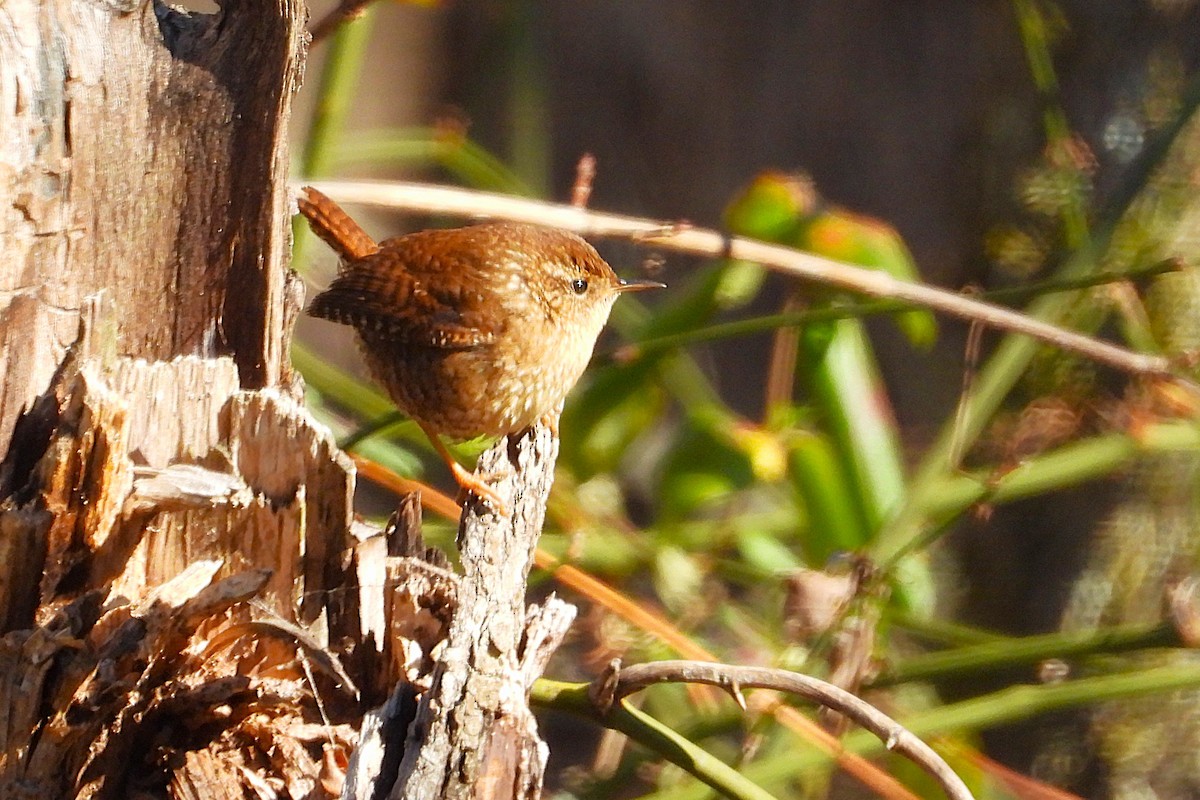 Winter Wren - ML649288073