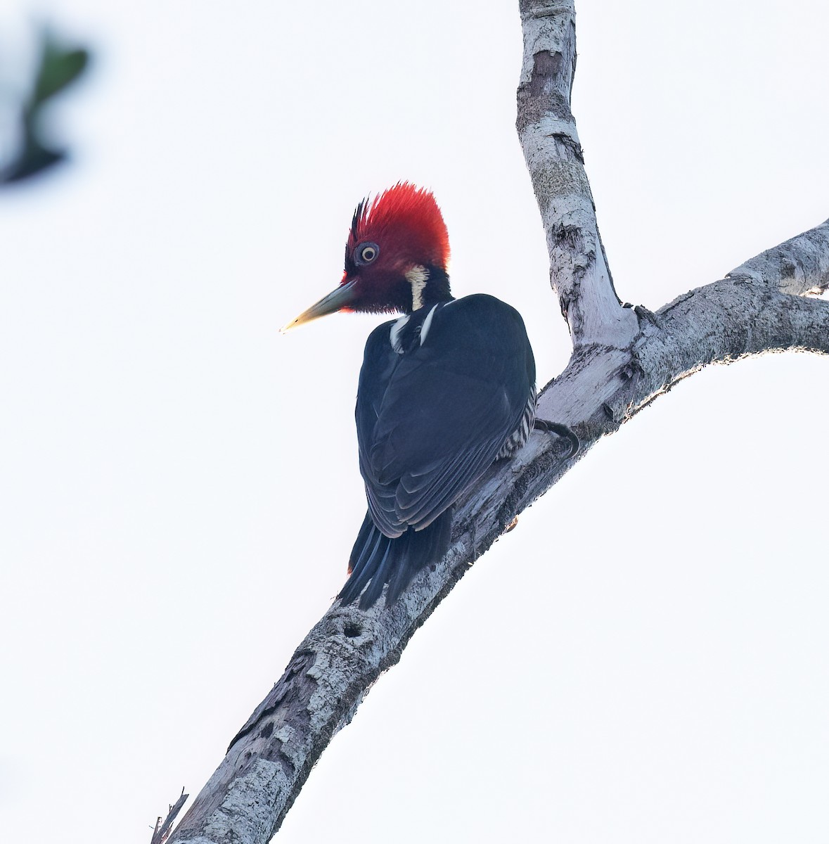 Königspecht - ML649288088