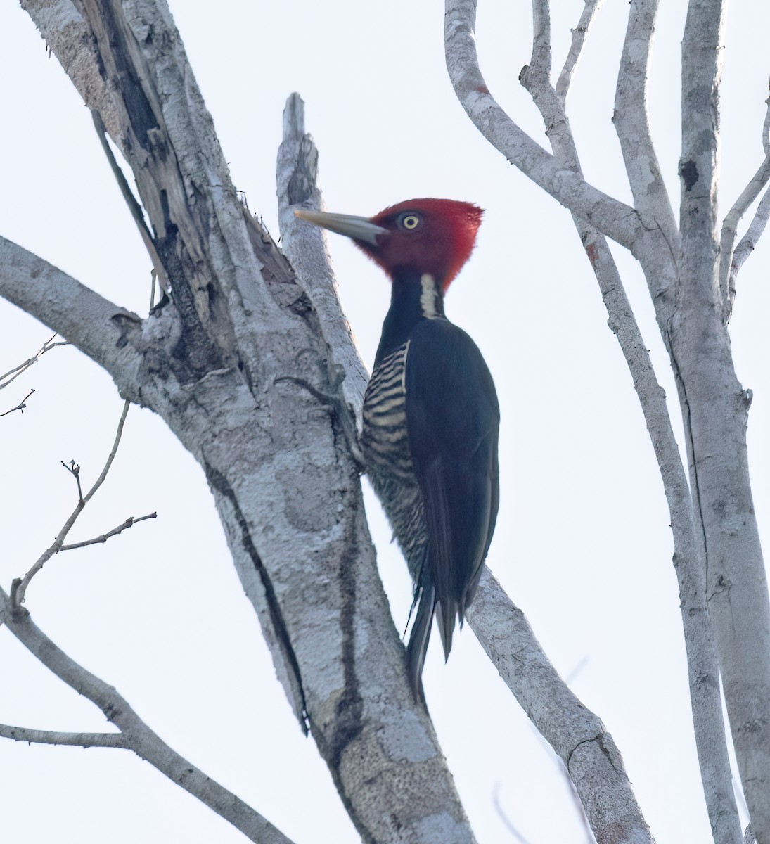 Königspecht - ML649288089