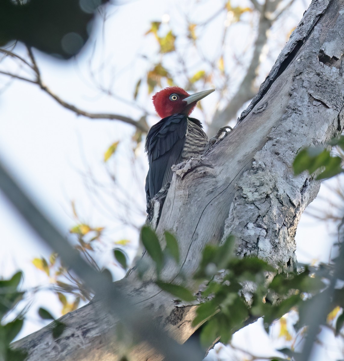 Königspecht - ML649288092