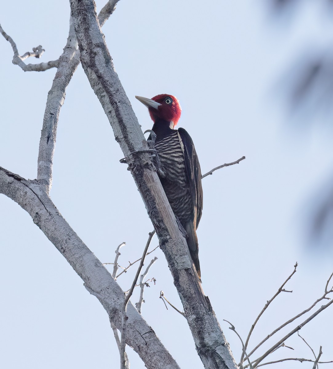 Königspecht - ML649288093