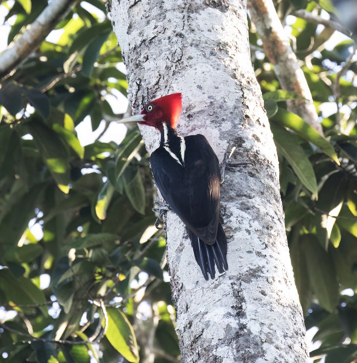 Königspecht - ML649288094