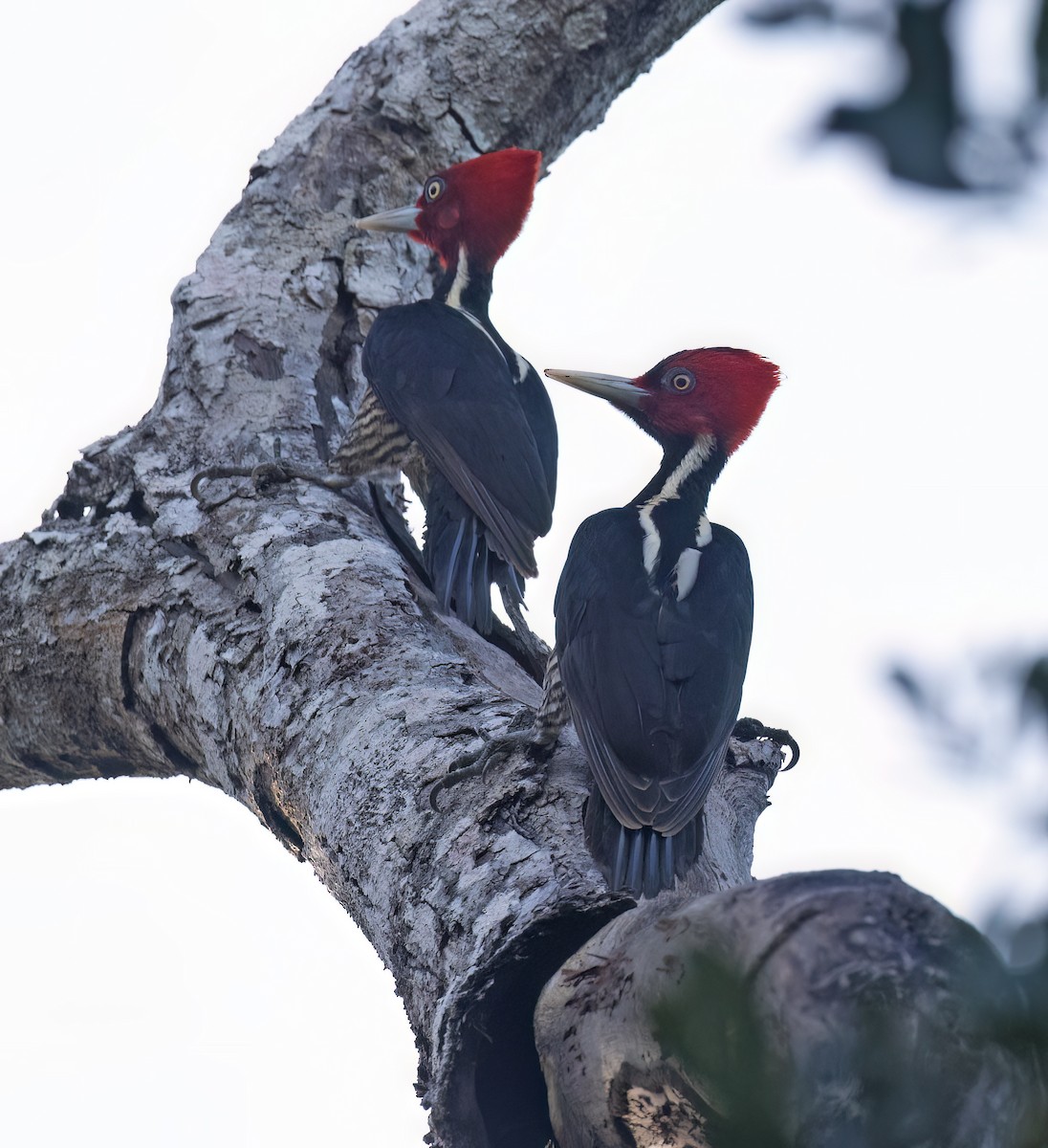 Königspecht - ML649288096