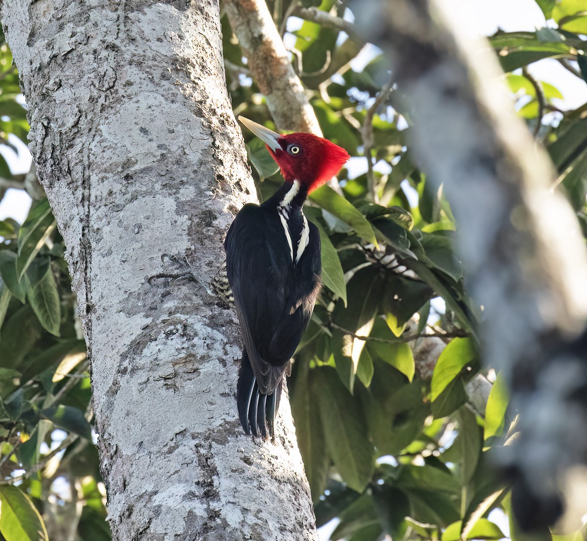 Königspecht - ML649288097