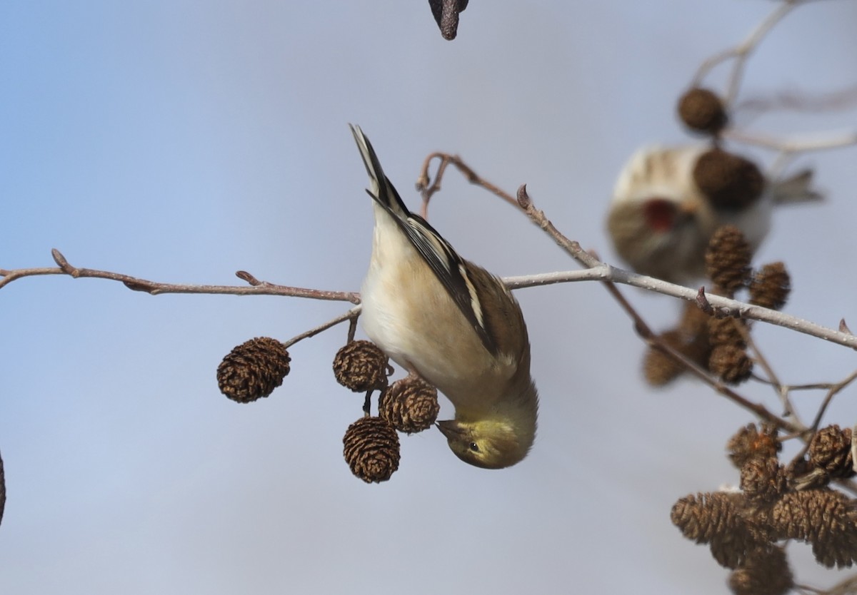 Американский чиж - ML649288115