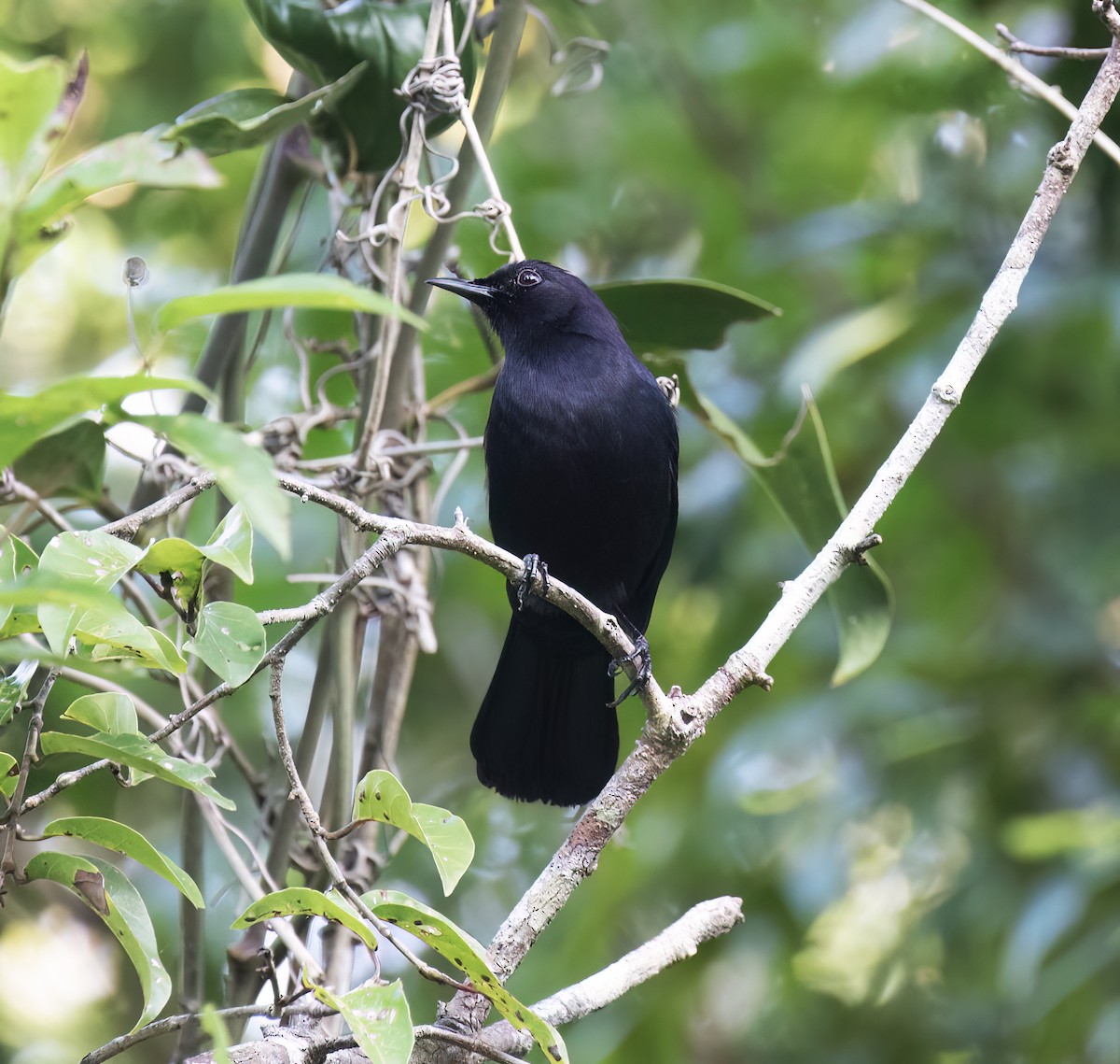 Glanzspottdrossel - ML649288116