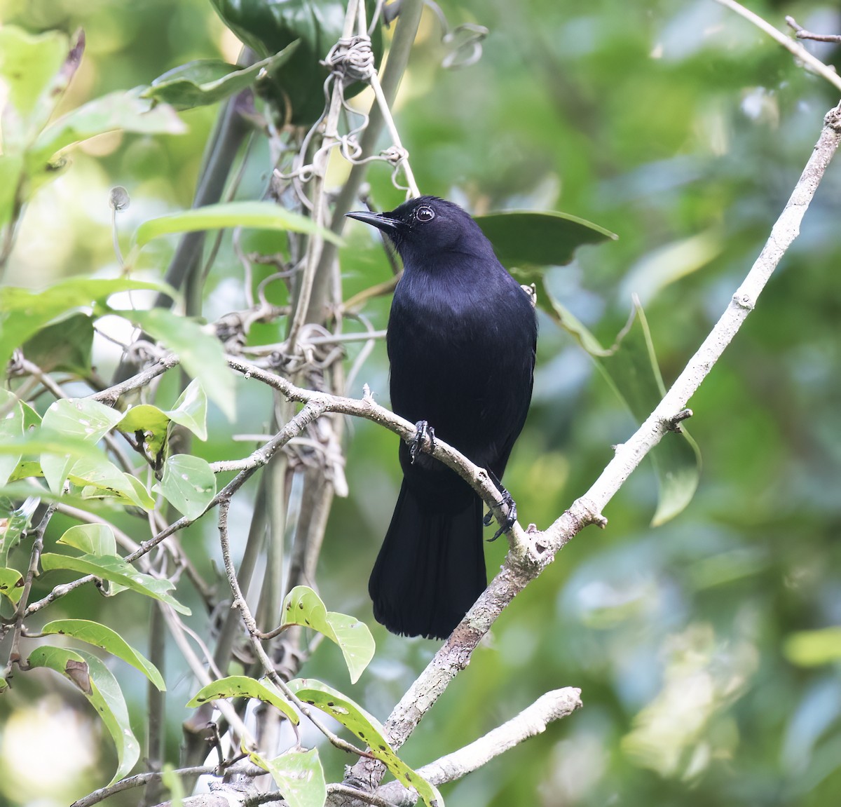 Glanzspottdrossel - ML649288117