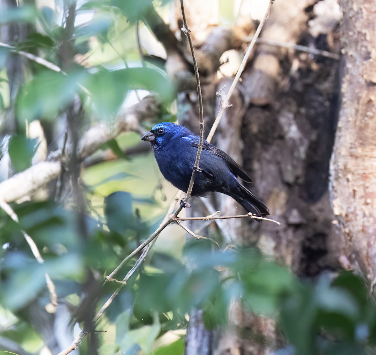 Lasurkardinal - ML649288132