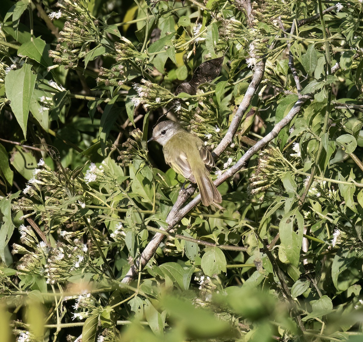 Grünolivtyrann - ML649288153