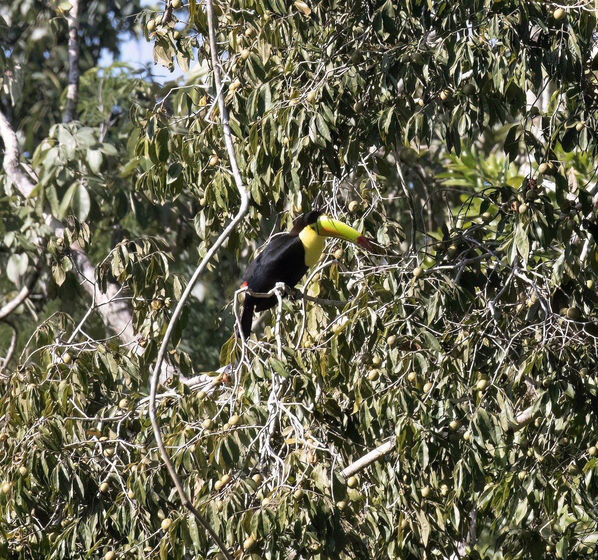 Fischertukan - ML649288185