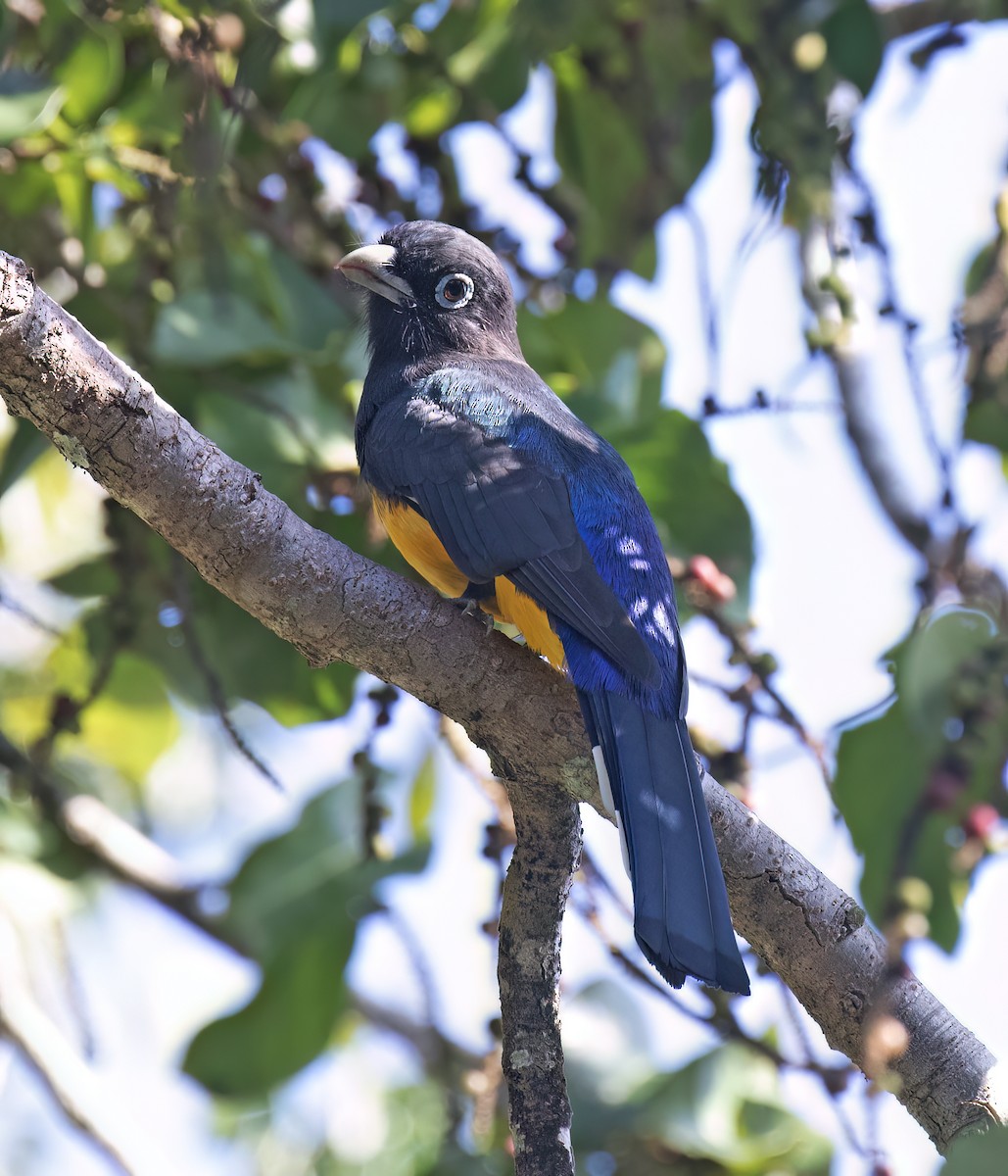 Schwarzkopftrogon - ML649288204