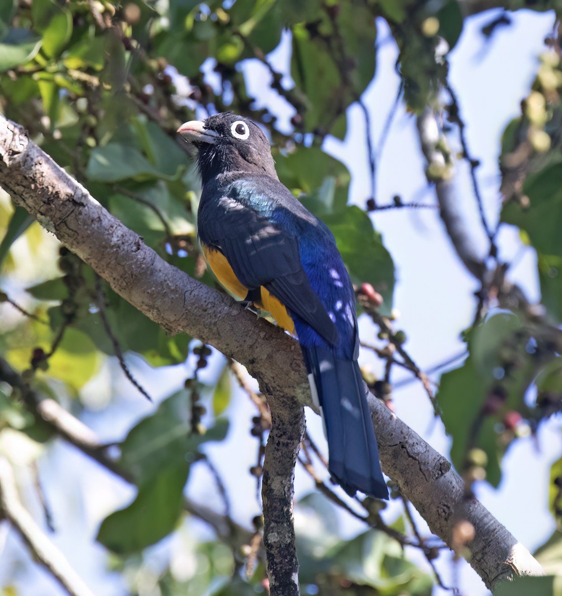 Schwarzkopftrogon - ML649288205