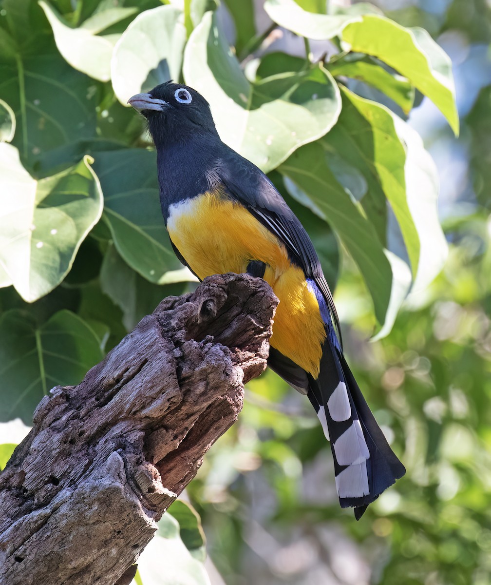 Schwarzkopftrogon - ML649288206