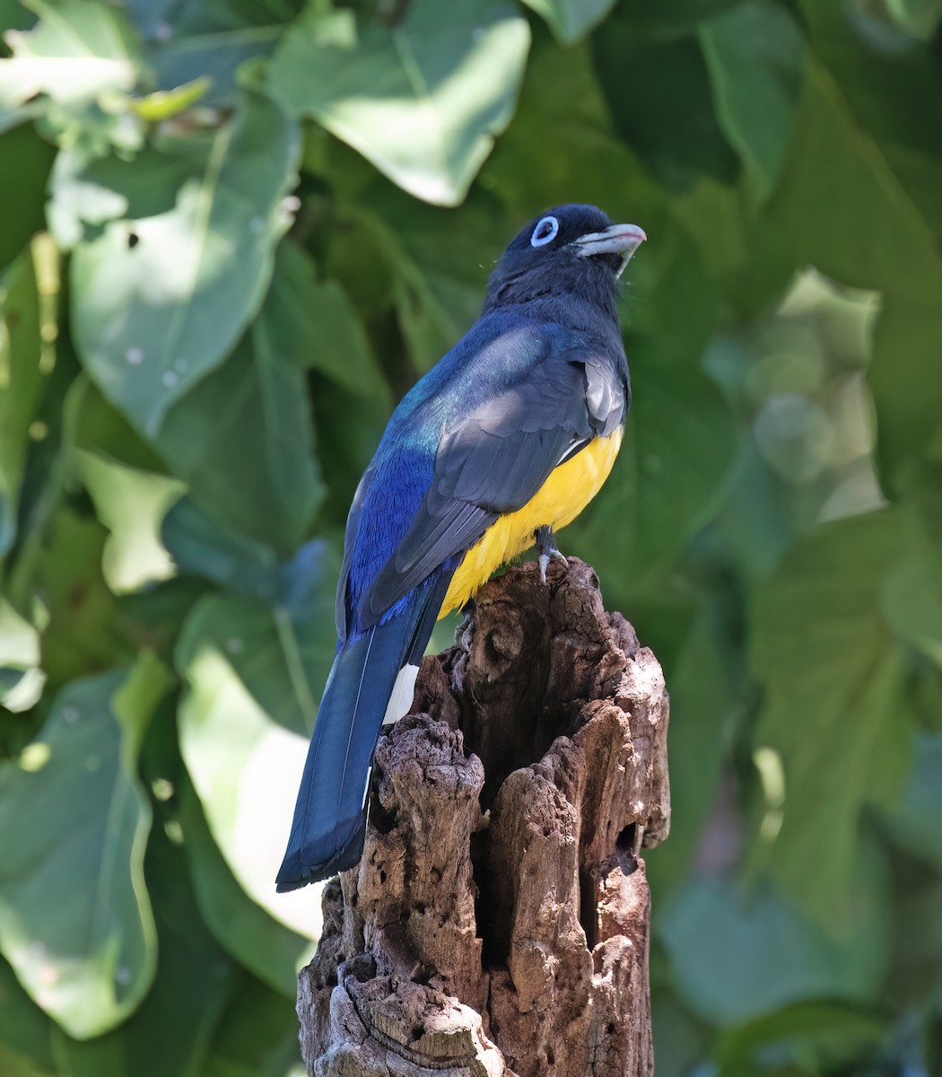 Schwarzkopftrogon - ML649288207