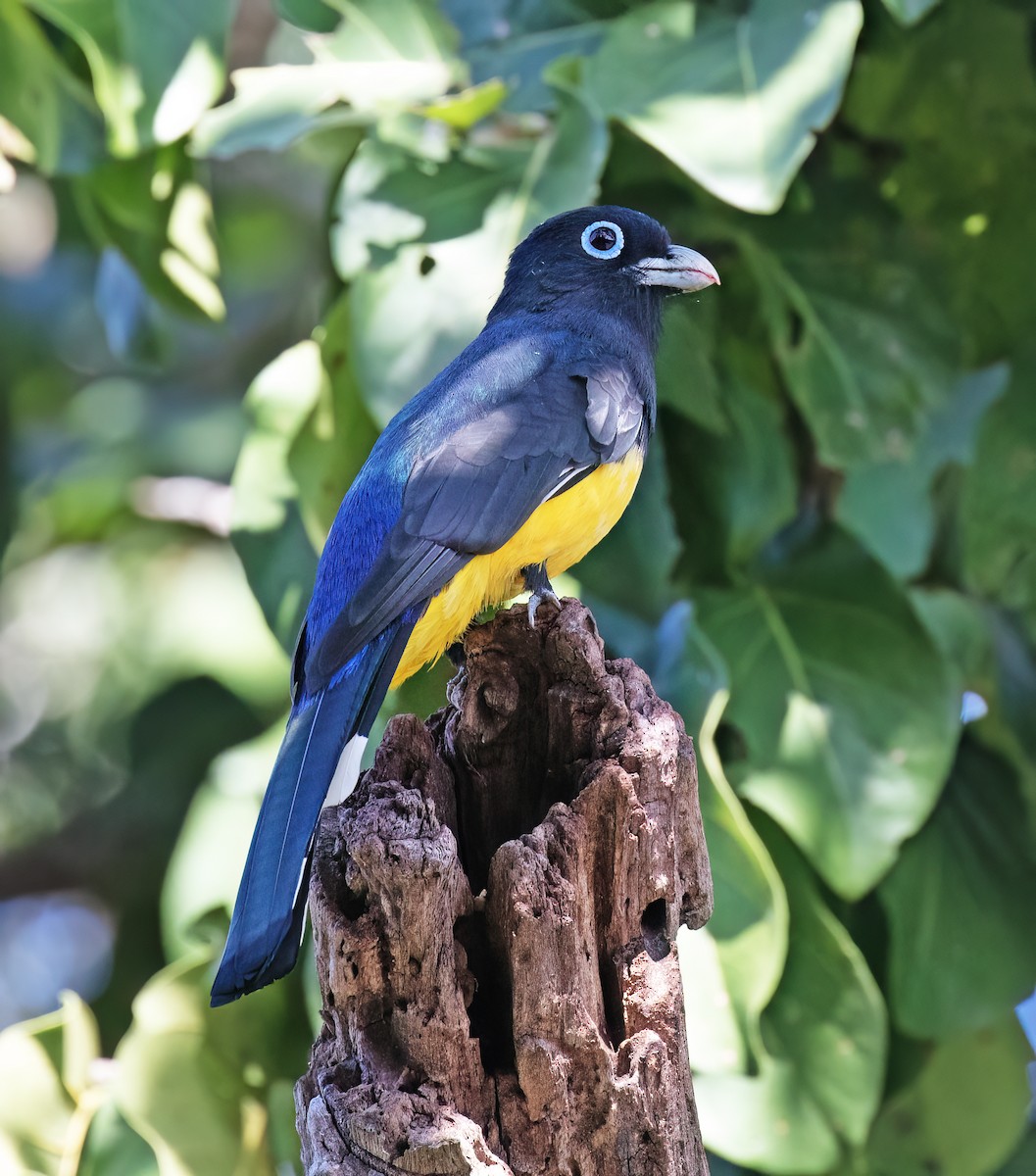 Schwarzkopftrogon - ML649288208