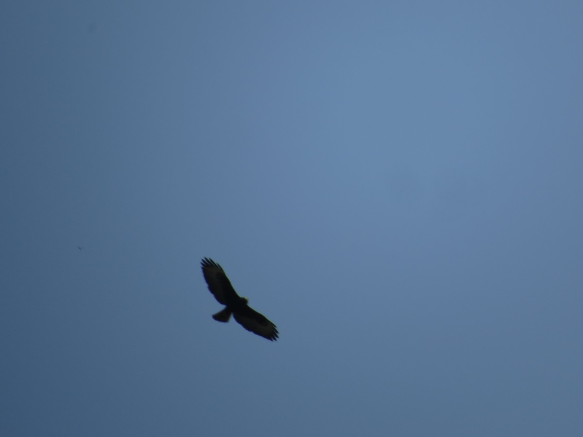 ハネビロノスリ（platypterus） - ML649288217