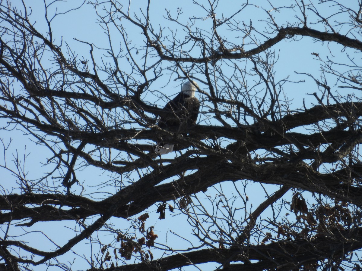 orel bělohlavý - ML649288238