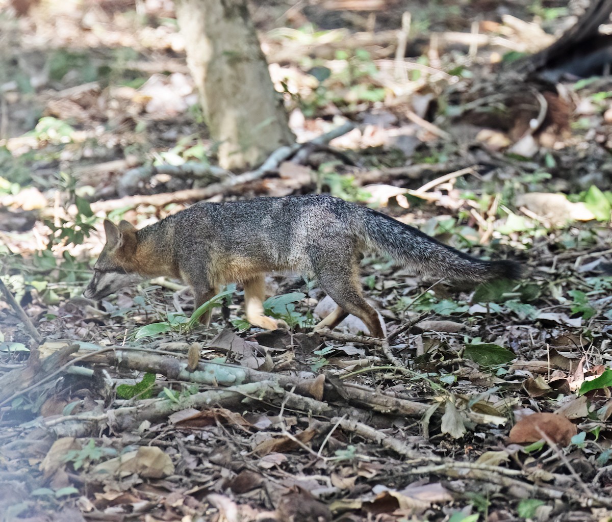 Yucatán Gray Fox - ML649288254