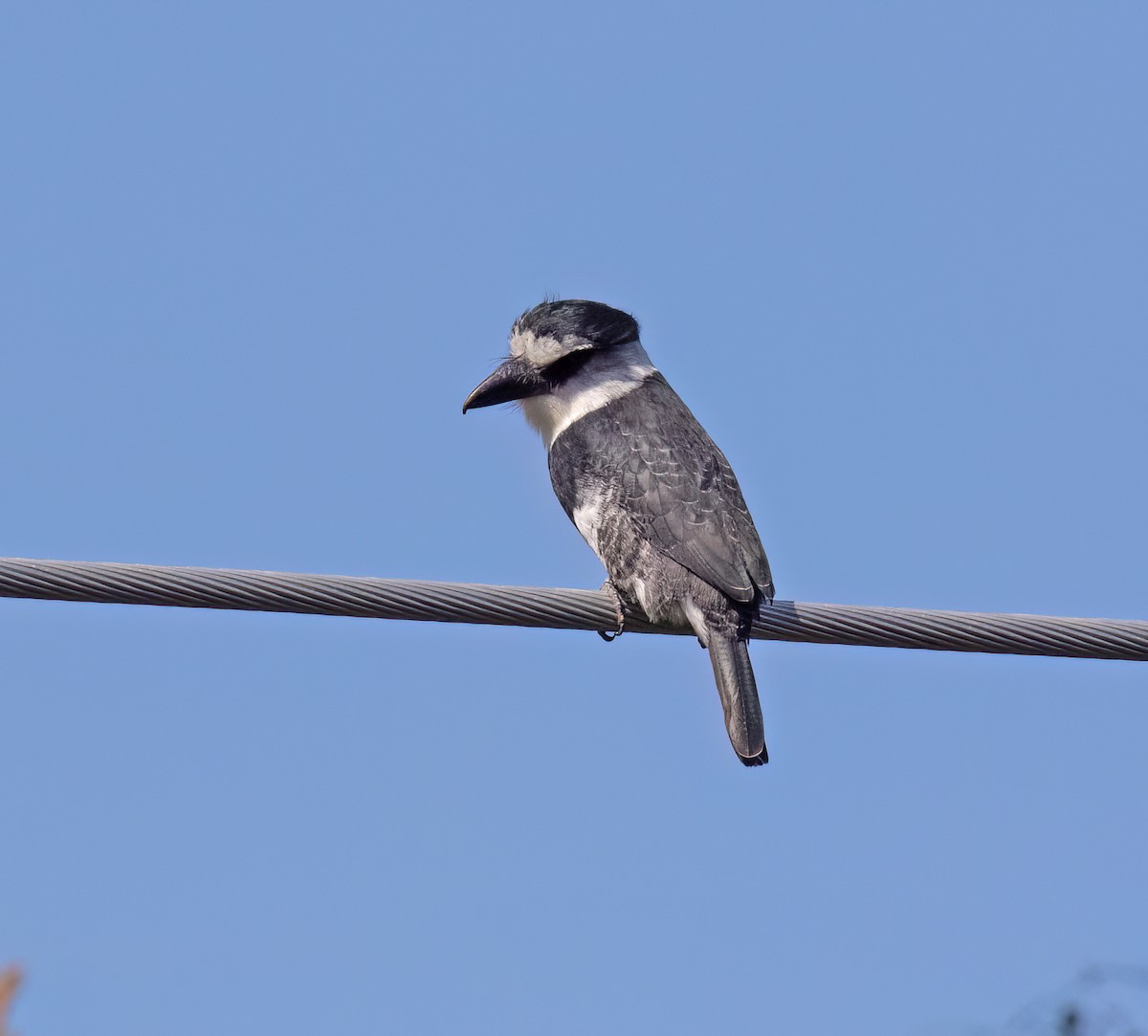 Weißnacken-Faulvogel - ML649288295